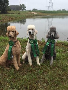 poodles, retrievers, hunting dogs