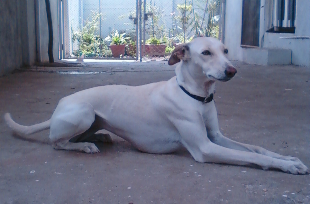 Chippiparai,Tamil Greyhound, sighthound, dogs, purebred dogs, India