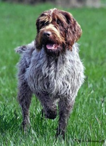 Wirehaired Pointing Griffon, purebred dogs, identify the breed,dogs 