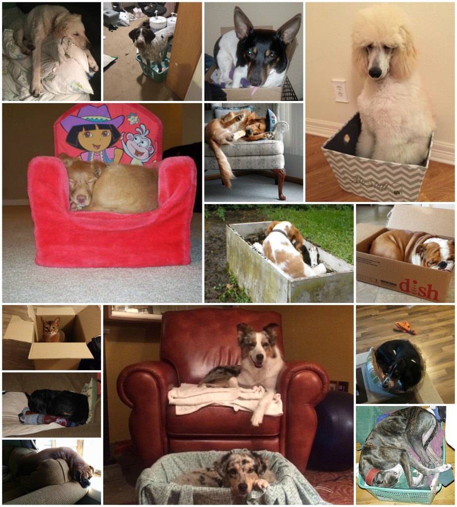 dogs in small spaces, dogs, purebred dogs