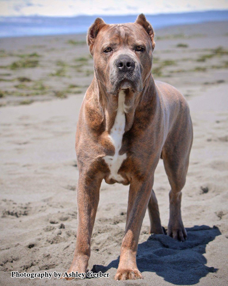 ruff house cane corso price