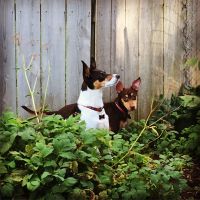 Sweet little baby Hank! : r/ratterriers