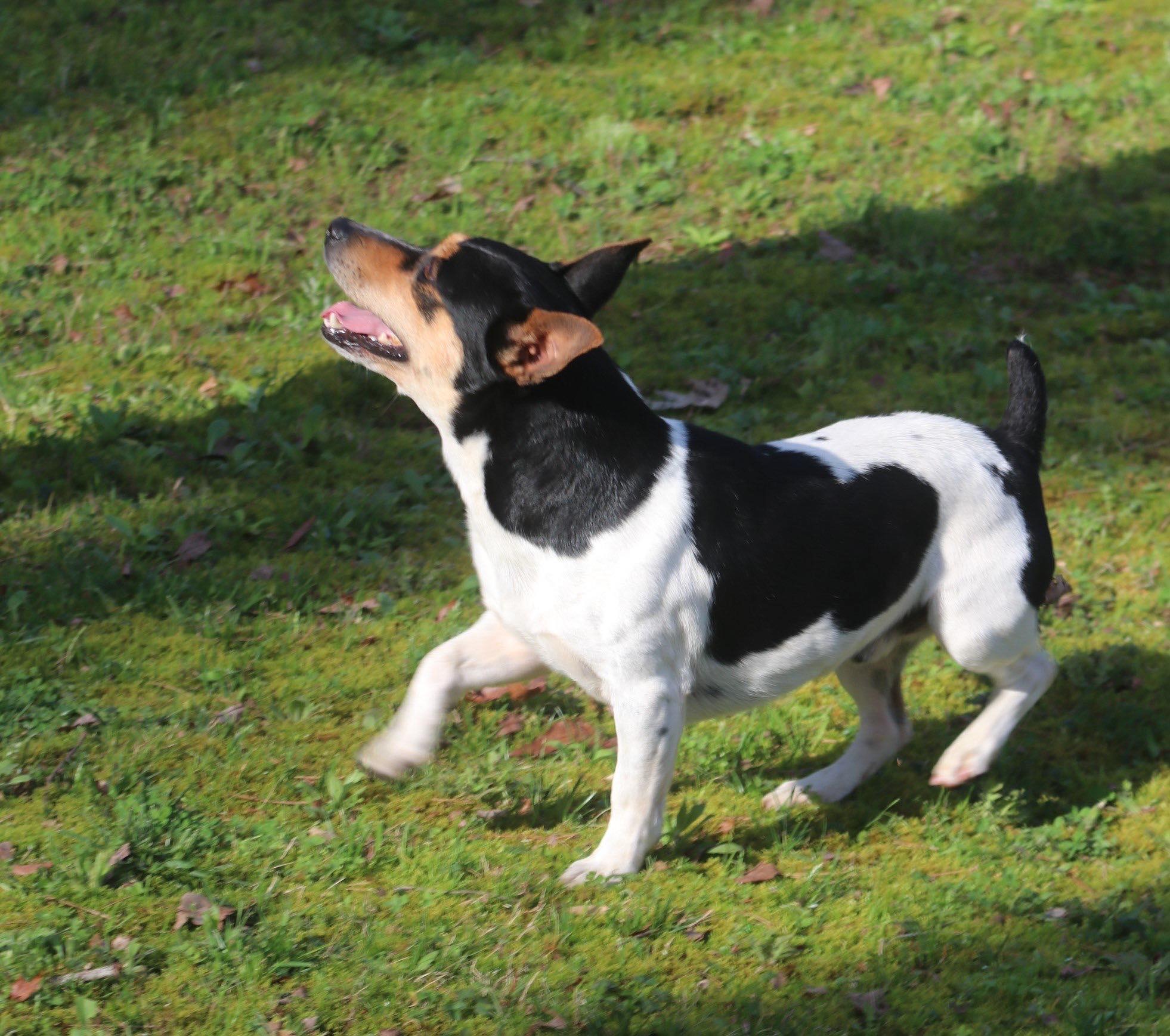 type b rat terrier