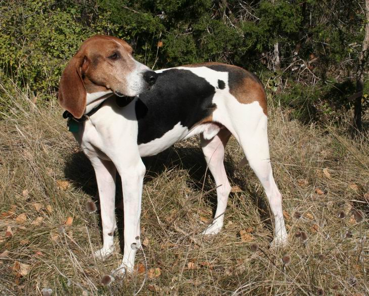 running walker coonhound