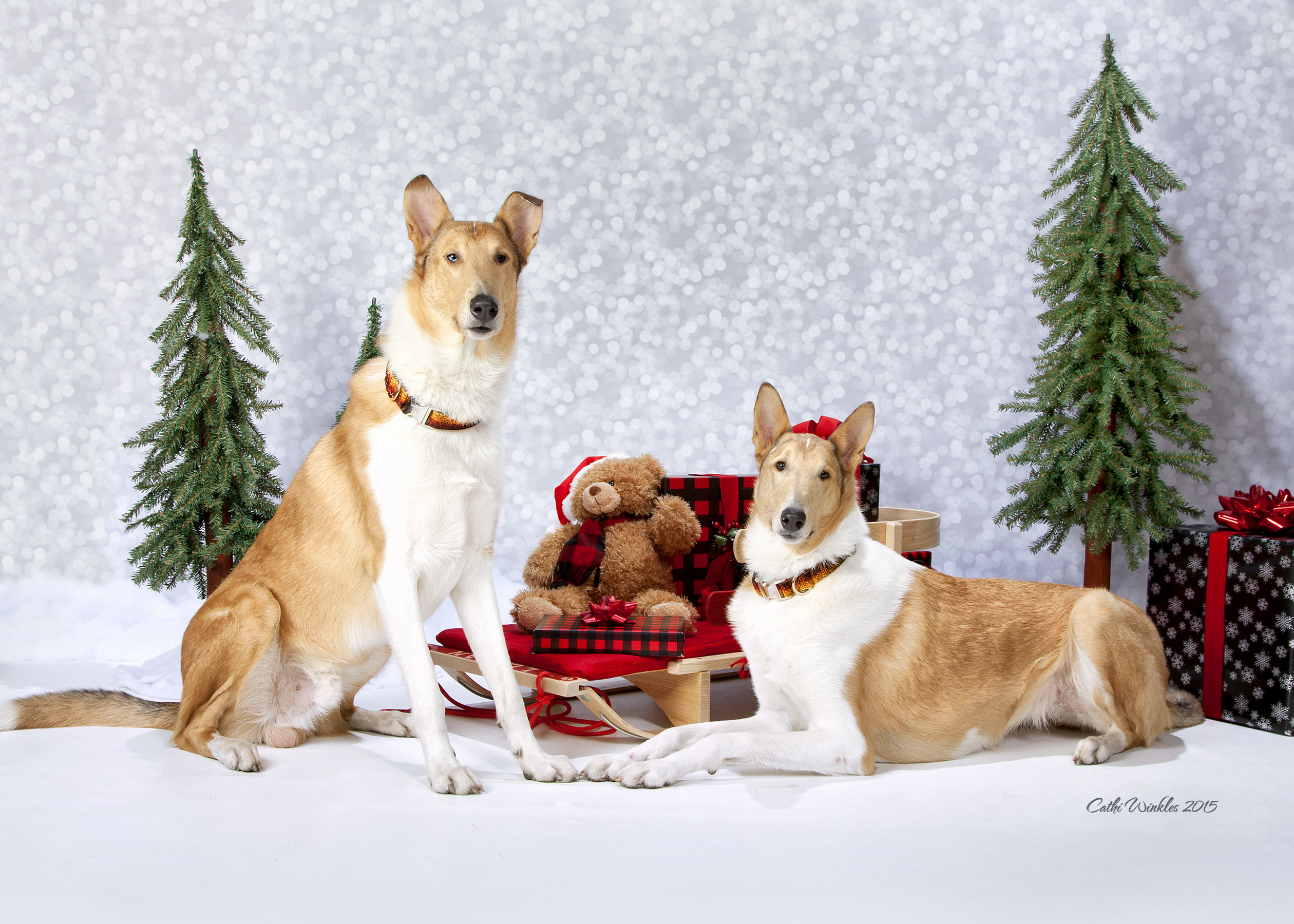 What's in a Name? Collie: Dog, Fish, or Dark