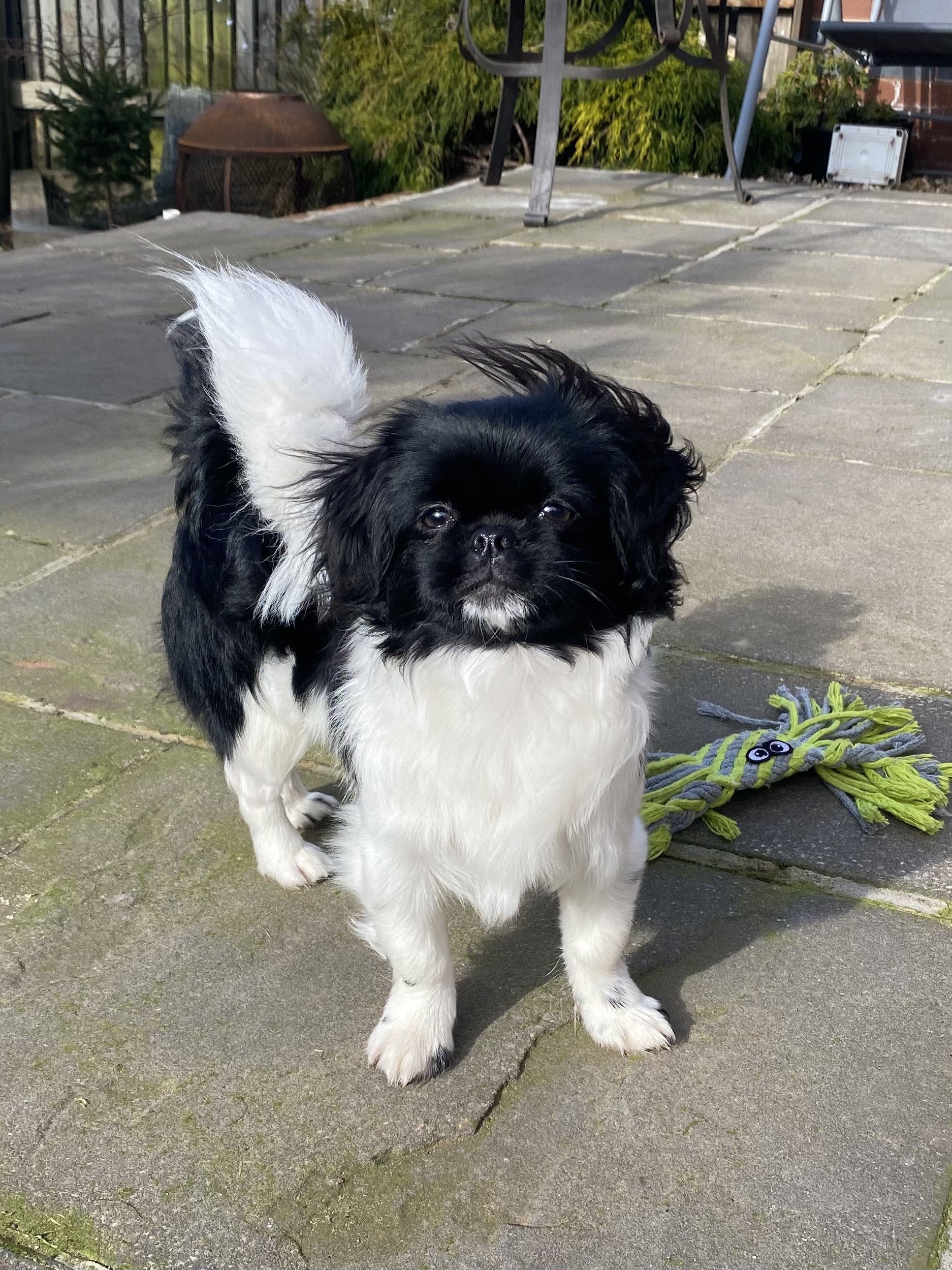 The Prapso. What Is It?