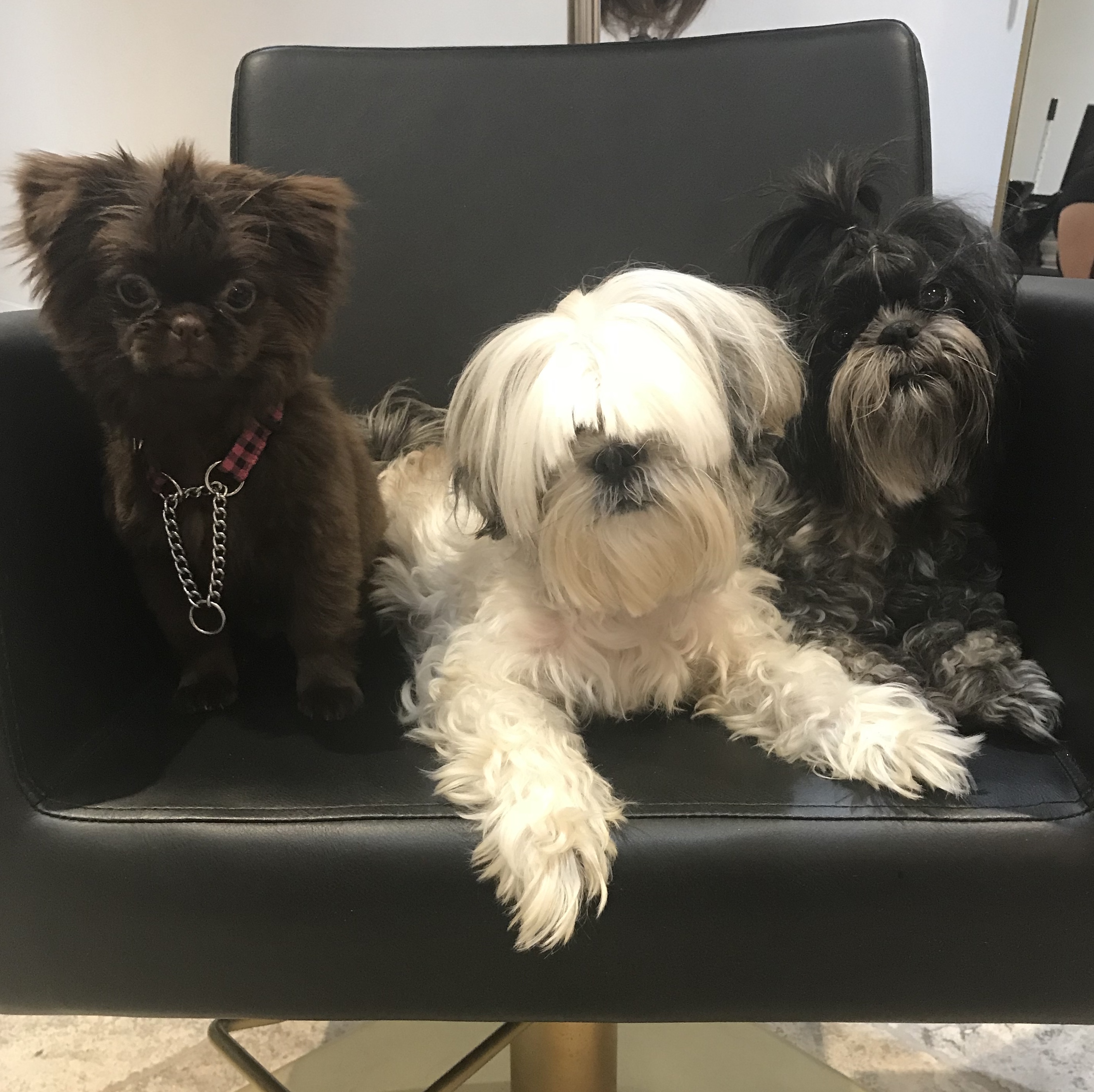 The Prapso. What Is It?