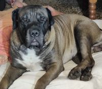 Ysterberg Mastiffs