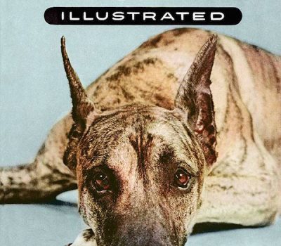 Great Dane, Autopilot, Westminster Kennel Club Dog Show, Sports Illustrated