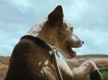 Patterdale Terrier,commercial,TV