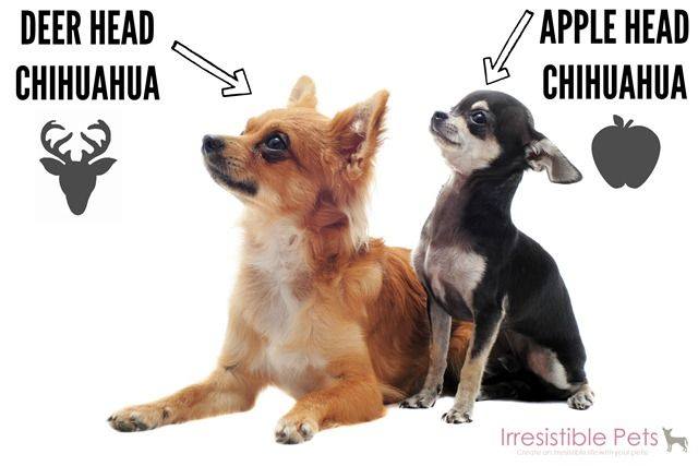 Chihuahua, Molera, Apple Head \u0026 Deer 