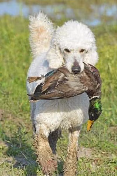poodle, retriever, hunting poodle