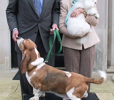 pet passport,Lady Mary Fretwell,dogs,purebred,Basset Hound