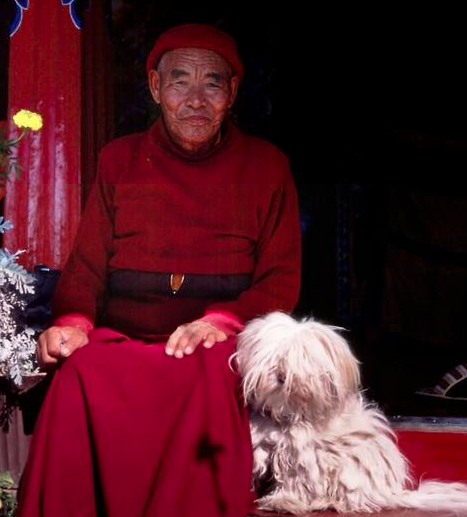 A Quickie Tibetan Terrier History 