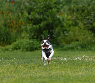 Boston Terrier, batman, superhero