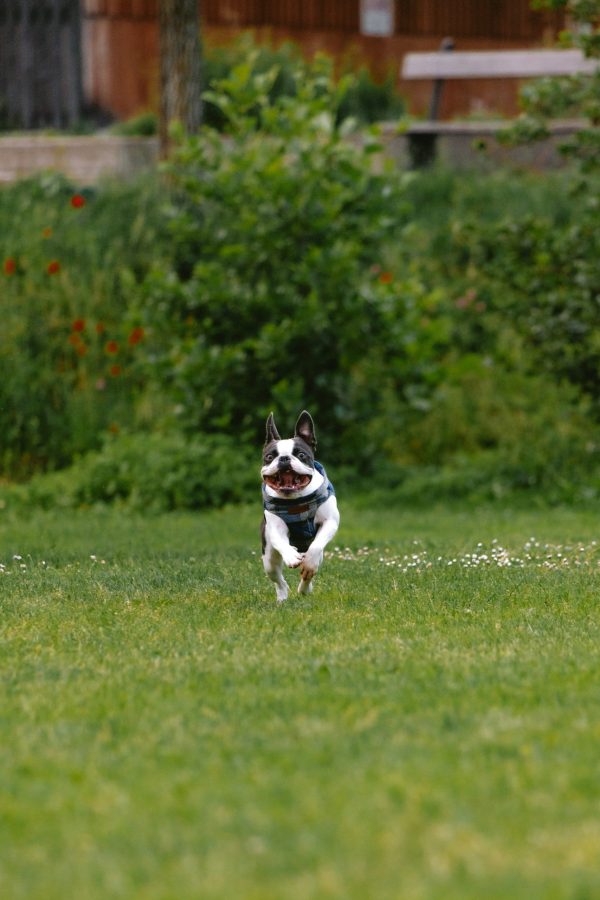 Boston Terrier, batman, superhero