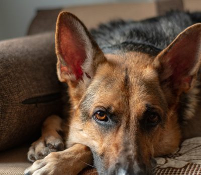 German Shepherd Dog,color,dogs, purebred,genetics