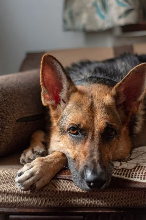 German Shepherd Dog,color,dogs, purebred,genetics