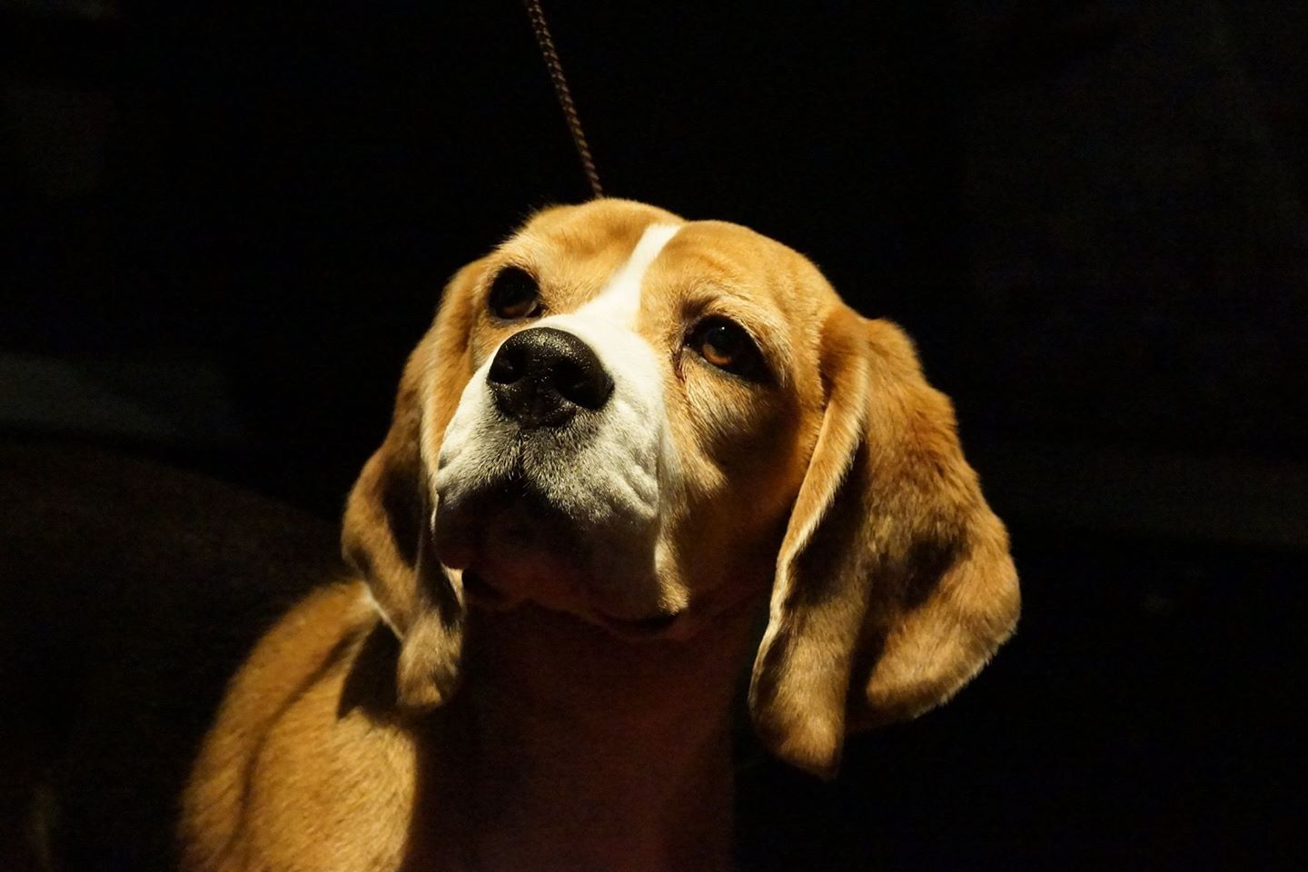 Beagle, Best in Show, Westminster Kennel Club Dog Show