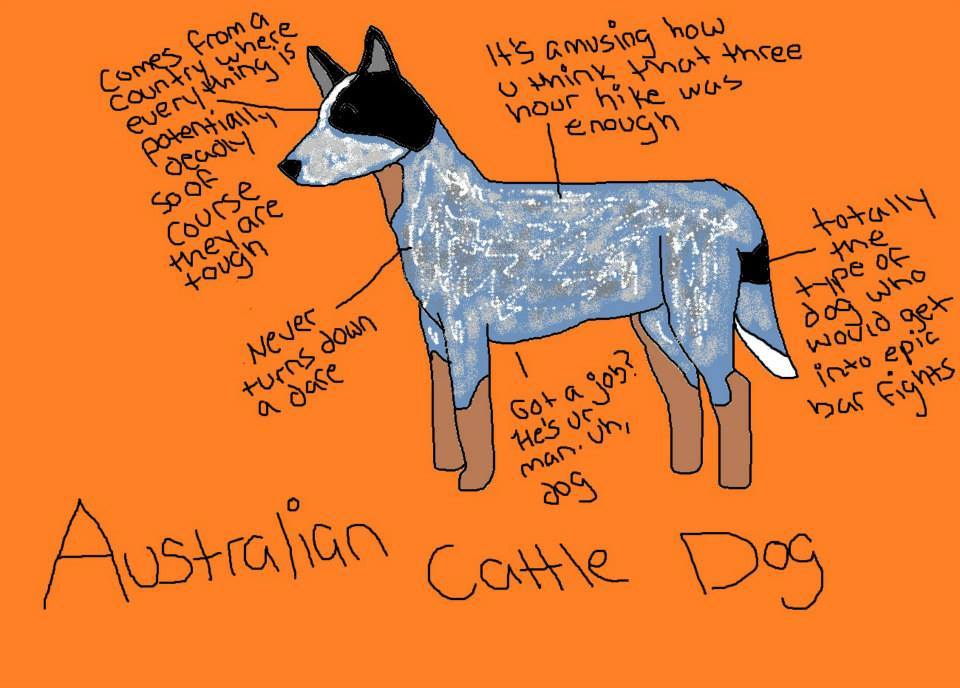 Australian Cattle Dog - Not to Standard, dogs