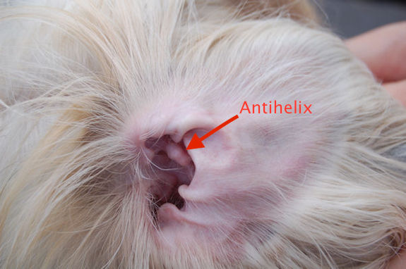 dog, dogs, purebred dog, ear, antihelix