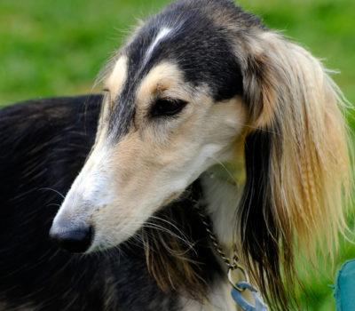 Saluki, Arabian Hound,Persian Sighthound, Gazelle Hound, Persian Greyhound,Tanji, Kiss of Allah,marking,