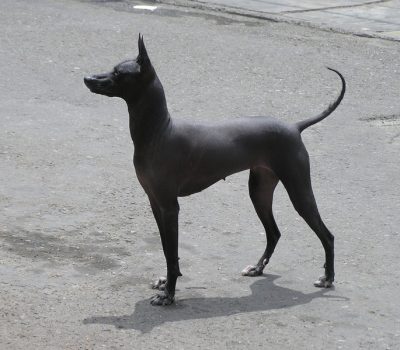 Peruvian Inca Orchid,Peruvian Inca Orchid Dog, PIO, Peruvian Hairless Dog, Inca Hairless Dog, Moonflower Dog