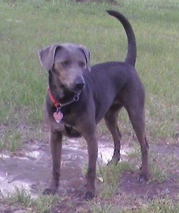 Blue Lacy,Texas State Dog,dog,purebred dog