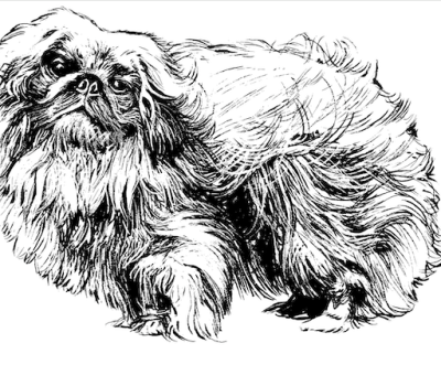 Pekingese