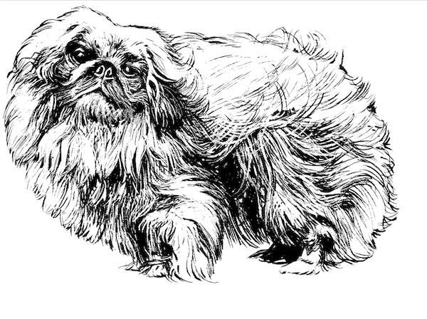 Pekingese