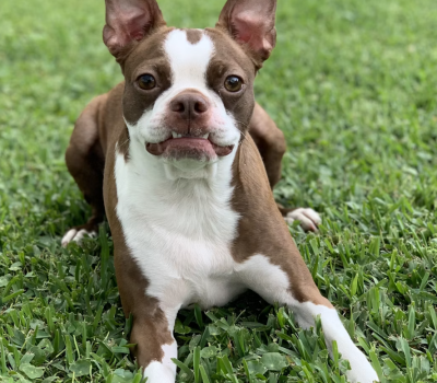 Haggarty spot, Bostom Terrier