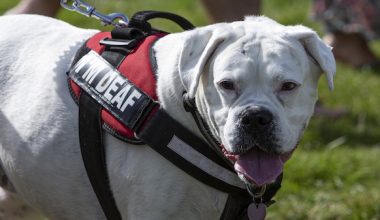 deafness, deaf dog, double merle, lethal white