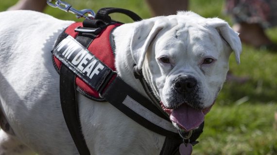 deafness, deaf dog, double merle, lethal white