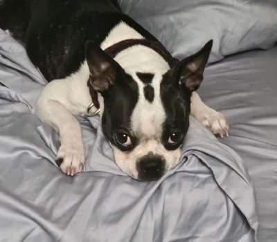 Haggerty spot Boston Terrier, coat, markings
