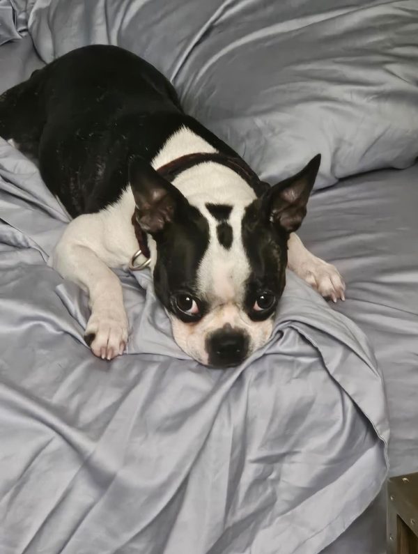 Haggerty spot Boston Terrier, coat, markings