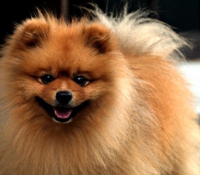 Pomeranians,King George III,dogs,purebred,Charlotte
