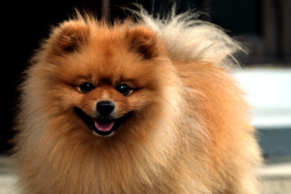 Pomeranians,King George III,dogs,purebred,Charlotte