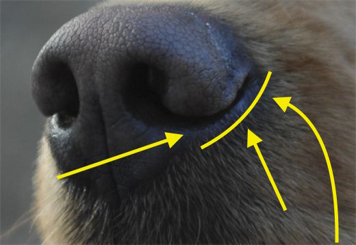 Dog Nose Slits
