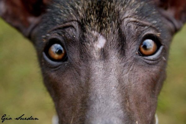 Xoloitzcuintle, dogs, purebred dogs