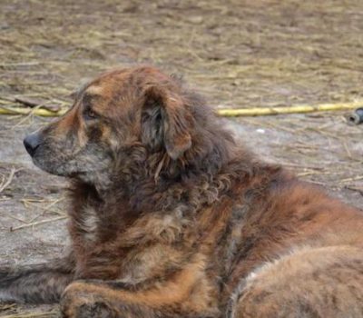 Sicilian Shepherd,Pecoraio Siciliano, Cane di Mannara, Mannara Dog