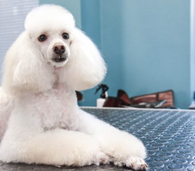 coat, grooming, Poodle, Lamb clip, kennel clip,utility clip,dogs,purebred dogs,Monsieur Marcelis