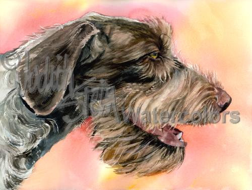 Wirehaired Pointing Griffon, Griff, dog, purebred dog