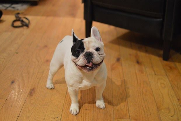 French Bulldog, Frenchie, dogs, purebred dogs,