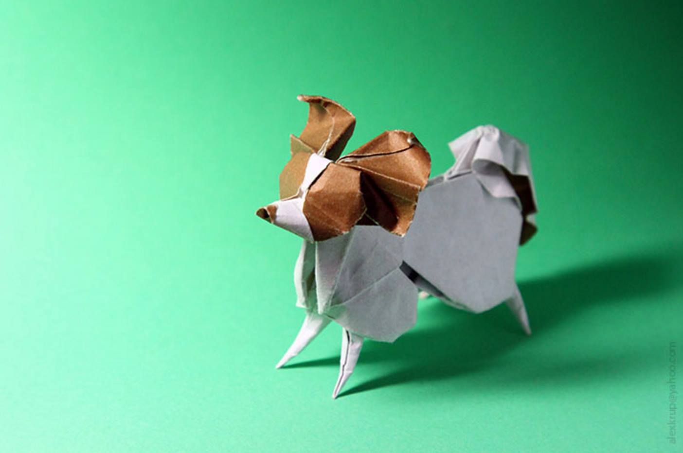 origami, papillon, dogs, purebred dogs