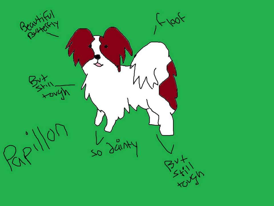 papillon, dogs, purebred dogs