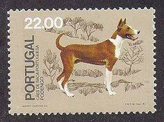 portuguese podengo, dogs, purebred dogs,