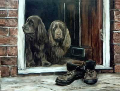 Sussex Spaniel, dog, purebred dog