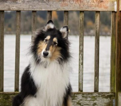 Collie, commercial, head tilt, advertising