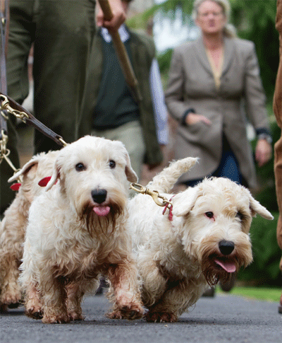 Sealyham Terrier, dogs, purebred dogs