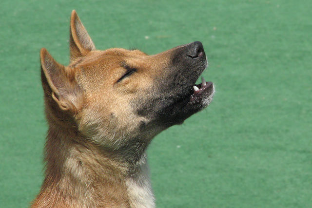 New Guinea Singing Dog, Singer, dogs, purebred dogs New Guinea